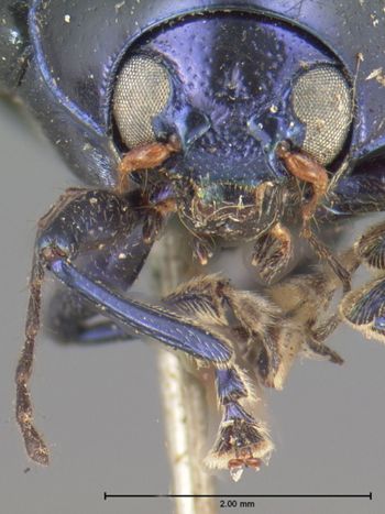 Media type: image; Entomology 17296   Aspect: head frontal view